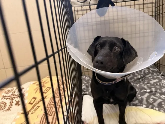 Pies do adopcji, Kraków, 3 stycznia 2026