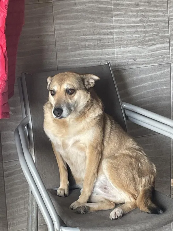 Oddam psa, Warszawa, Stara Ochota, 18 stycznia 2026 (1/3)