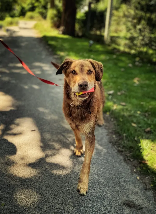 Pies do adopcji, Dłużyna Górna, 18 stycznia 2026 (4/5)