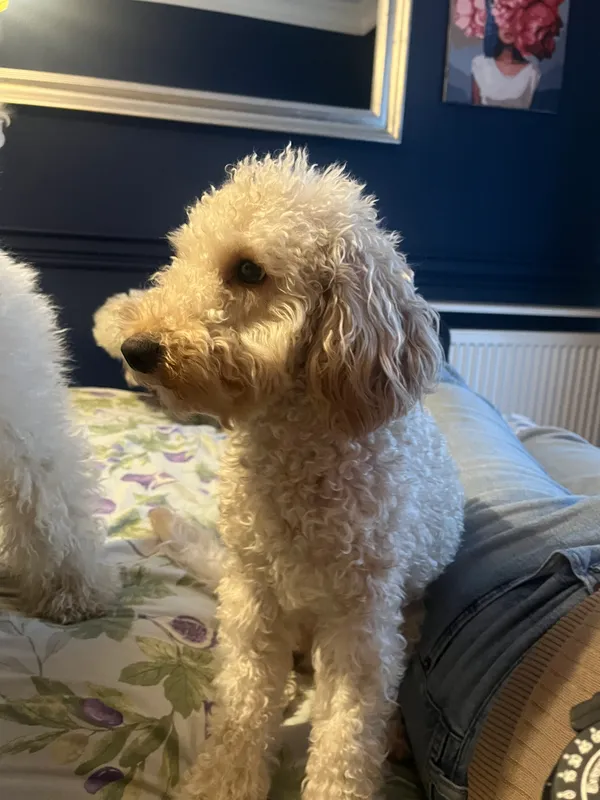 Zaginął pies, województwo mazowieckie, Kawęczyn-Wygoda, 18 stycznia 2026 (1/3)