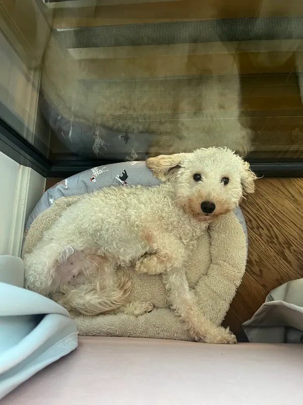 Zaginął pies, województwo mazowieckie, Kawęczyn-Wygoda, 18 stycznia 2026 (2/3)