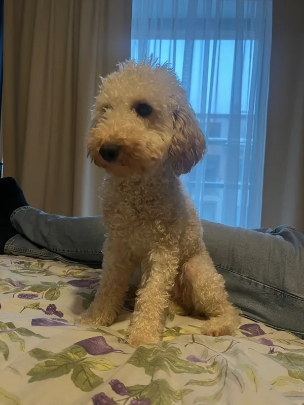 Zaginął pies, województwo mazowieckie, Kawęczyn-Wygoda, 18 stycznia 2026 (3/3)