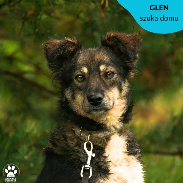 Pies do adopcji, Dąbrówka, 4 września 2023