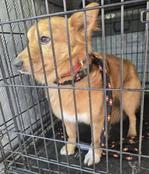 Znaleziono psa, Radom, 17 stycznia 2026