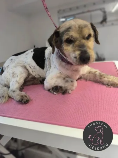 Pies do adopcji, Wolsztyn, 18 stycznia 2026