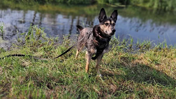 Pies do adopcji, Tatary, 18 października 2017 (1/3)