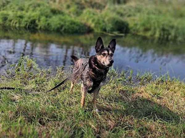 Pies do adopcji, Tatary, 18 października 2017 (2/3)