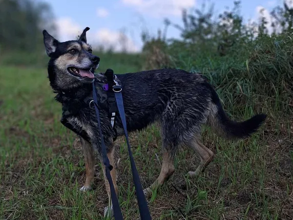 Pies do adopcji, Tatary, 18 października 2017 (3/3)