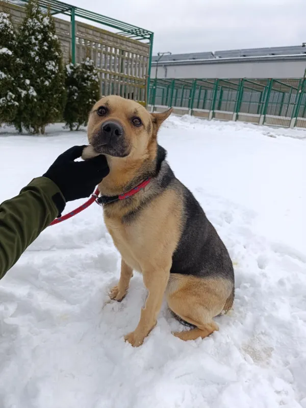 Pies do adopcji, Bełchatów, 2 grudnia 2025 (1/5)