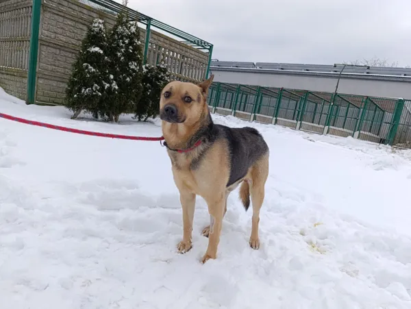 Pies do adopcji, Bełchatów, 2 grudnia 2025 (2/5)