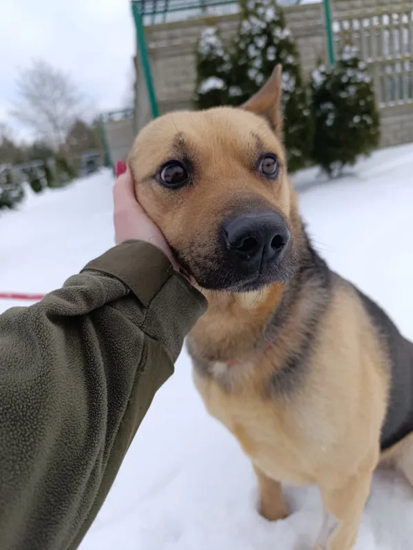 Pies do adopcji, Bełchatów, 2 grudnia 2025 (3/5)