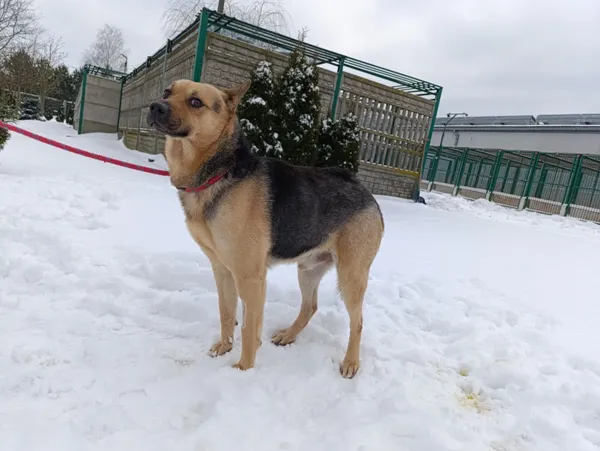 Pies do adopcji, Bełchatów, 2 grudnia 2025 (4/5)