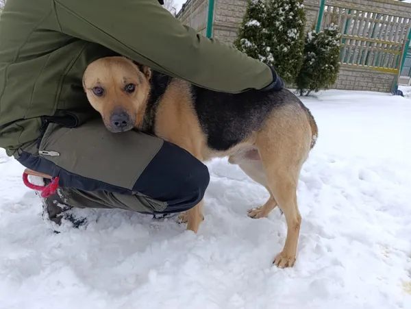 Pies do adopcji, Bełchatów, 2 grudnia 2025 (5/5)