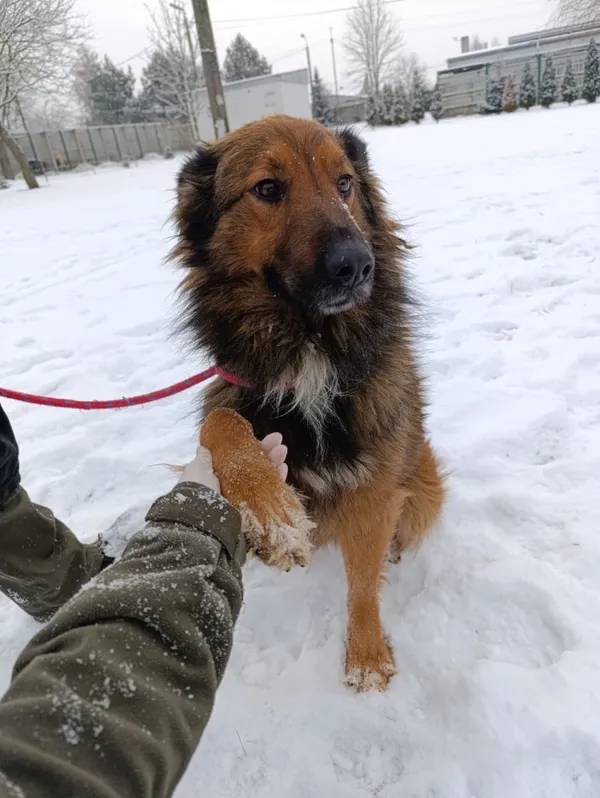 Pies do adopcji, Bełchatów, 9 grudnia 2025 (1/5)