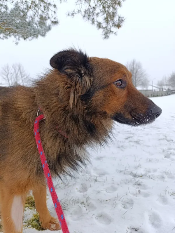 Pies do adopcji, Bełchatów, 9 grudnia 2025 (3/5)