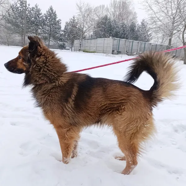 Pies do adopcji, Bełchatów, 9 grudnia 2025 (4/5)