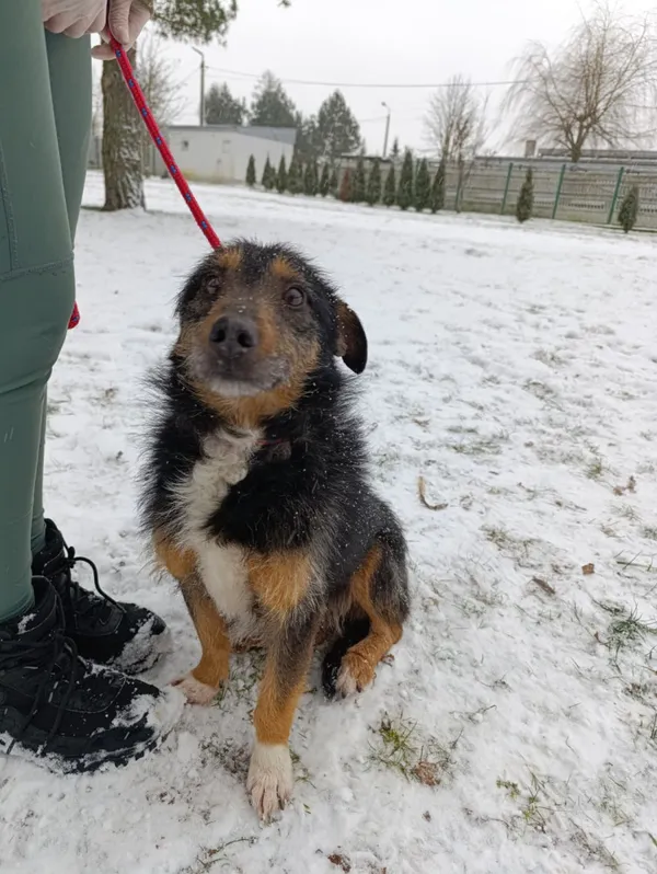 Pies do adopcji, Bełchatów, 9 grudnia 2025 (1/5)