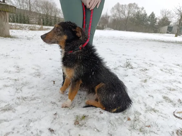 Pies do adopcji, Bełchatów, 9 grudnia 2025 (2/5)