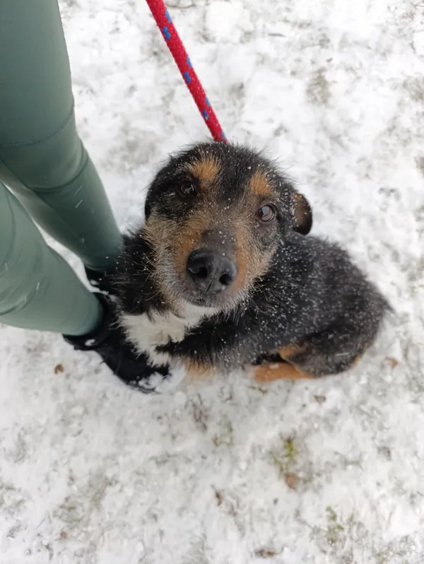 Pies do adopcji, Bełchatów, 9 grudnia 2025 (3/5)