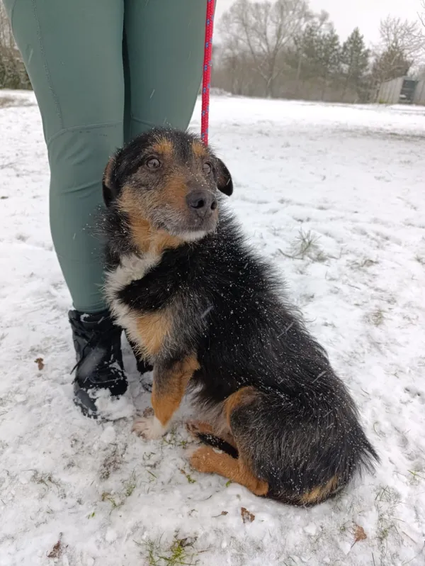 Pies do adopcji, Bełchatów, 9 grudnia 2025 (4/5)