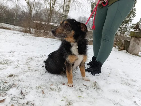 Pies do adopcji, Bełchatów, 9 grudnia 2025 (5/5)