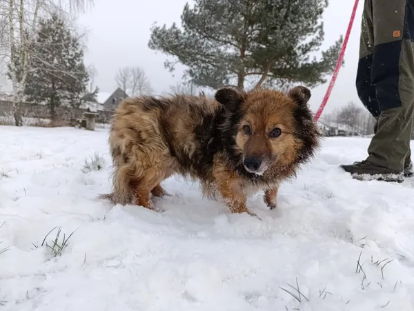 Pies do adopcji, Bełchatów, 13 grudnia 2025 (2/5)