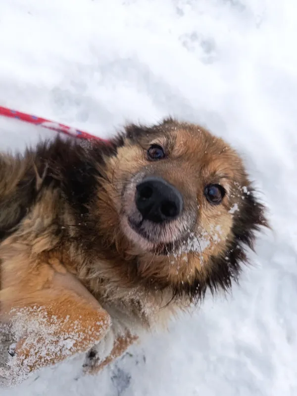 Pies do adopcji, Bełchatów, 13 grudnia 2025 (3/5)