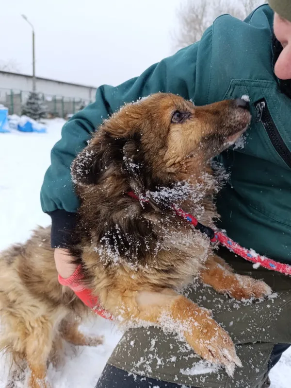 Pies do adopcji, Bełchatów, 13 grudnia 2025 (4/5)