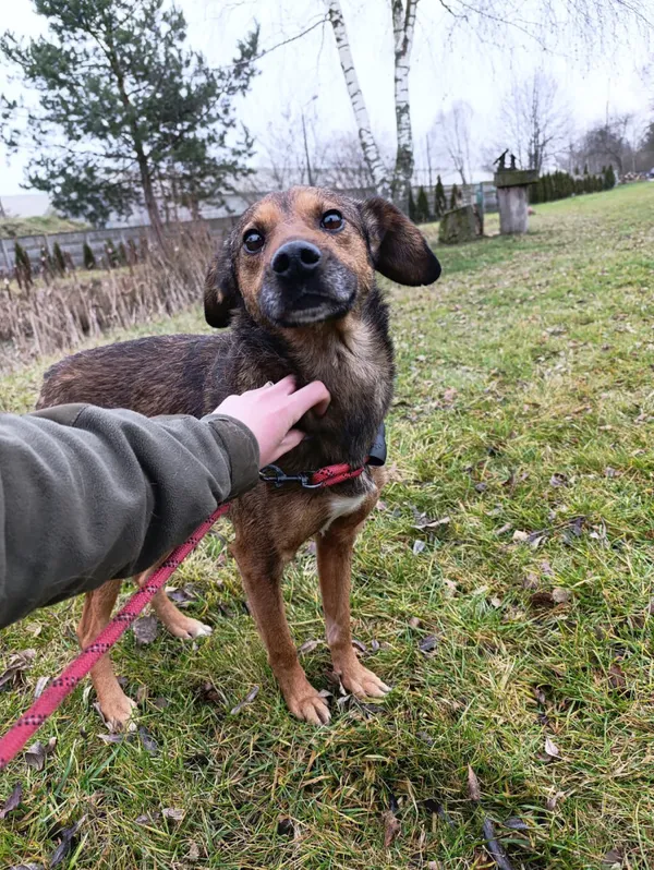 Pies do adopcji, Bełchatów, 19 listopada 2025 (2/5)