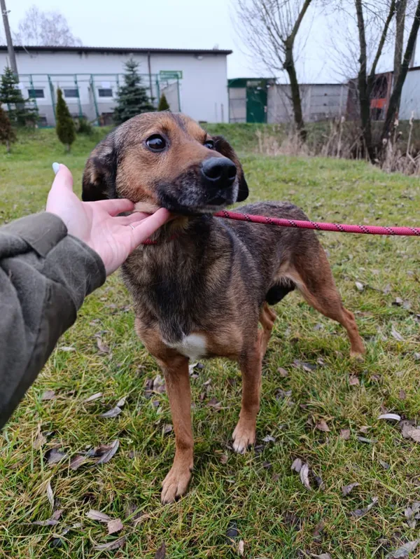 Pies do adopcji, Bełchatów, 19 listopada 2025 (3/5)