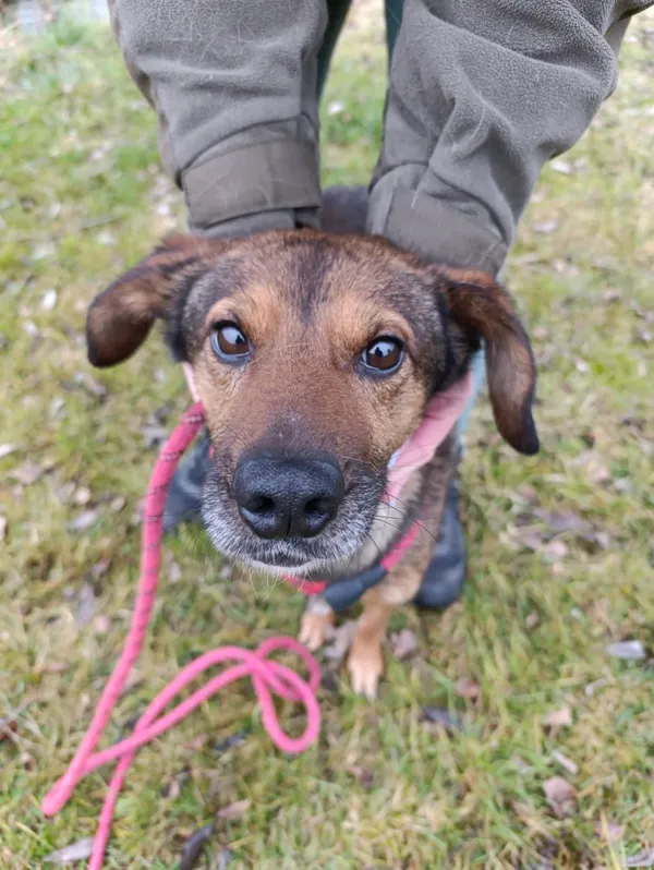 Pies do adopcji, Bełchatów, 19 listopada 2025 (4/5)