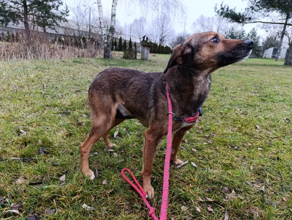 Pies do adopcji, Bełchatów, 19 listopada 2025 (5/5)