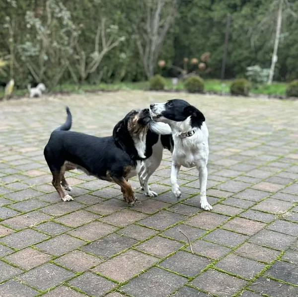 Oddam psa, Toruń, Rybaki, 19 stycznia 2026 (1/4)