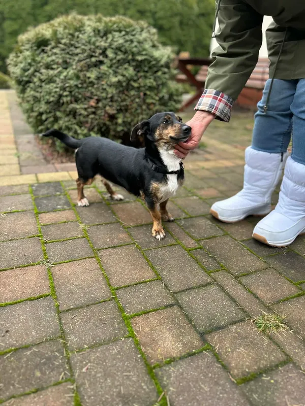 Oddam psa, Toruń, Rybaki, 19 stycznia 2026 (3/4)