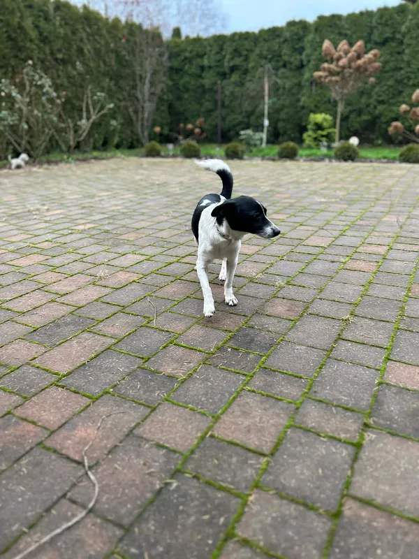 Oddam psa, Toruń, Rybaki, 19 stycznia 2026 (4/4)