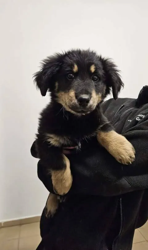 Znaleziono psa, Grudziądz, 18 stycznia 2026