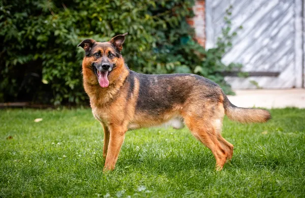 Oddam psa, Warszawa, Nowolipki, 19 stycznia 2026 (2/5)