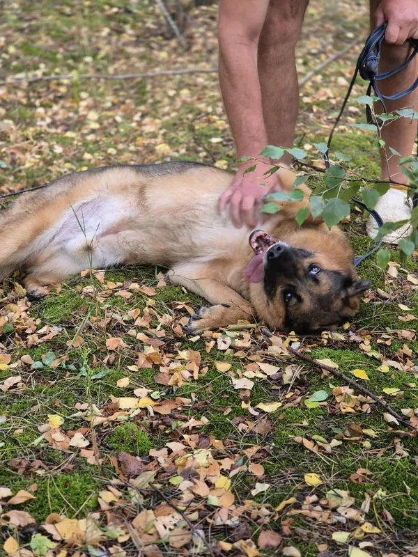 Oddam psa, Warszawa, Nowolipki, 19 stycznia 2026 (3/5)