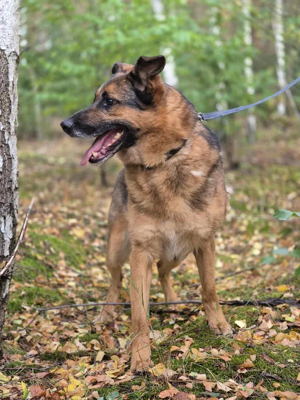 Oddam psa, Warszawa, Nowolipki, 19 stycznia 2026 (5/5)