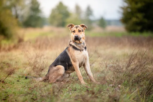 Oddam psa, Warszawa, Zacisze, 19 stycznia 2026 (4/5)