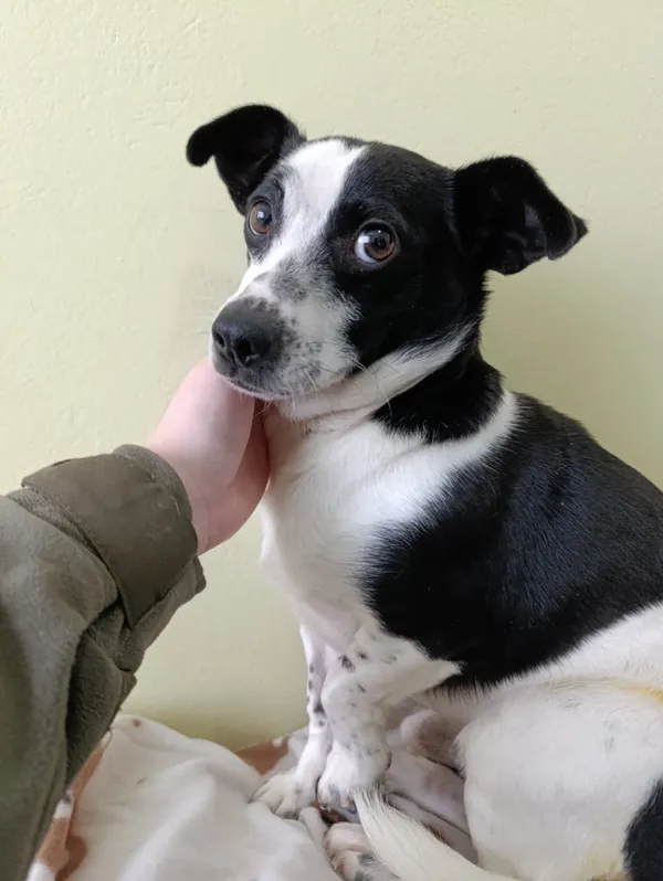 Pies do adopcji, Bełchatów, 25 listopada 2025 (1/5)