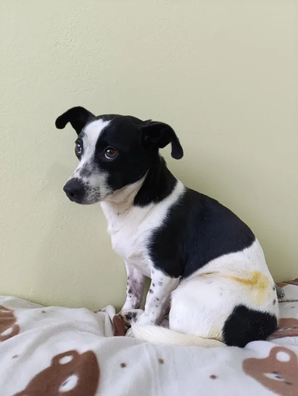 Pies do adopcji, Bełchatów, 25 listopada 2025 (2/5)