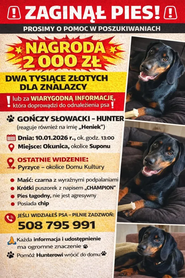 Zaginął pies, Pyrzyce, 19 stycznia 2026