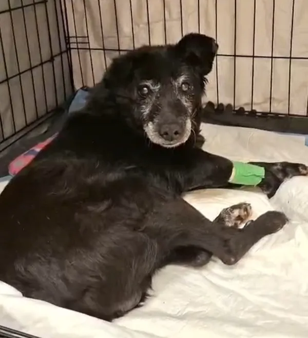 Pies do adopcji, Radom, 19 stycznia 2026