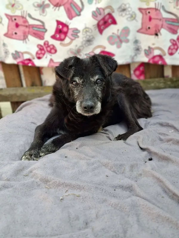 Pies do adopcji, Radom, 3 kwietnia 2026 (2/5)