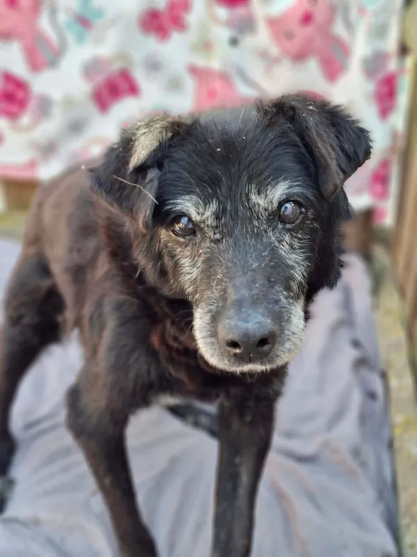 Pies do adopcji, Radom, 3 kwietnia 2026 (5/5)