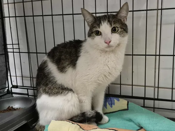 Znaleziono kota, Sosnowiec, 16 stycznia 2026