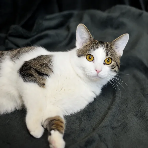 Znaleziono kota, Sosnowiec, 16 stycznia 2026 (3/4)