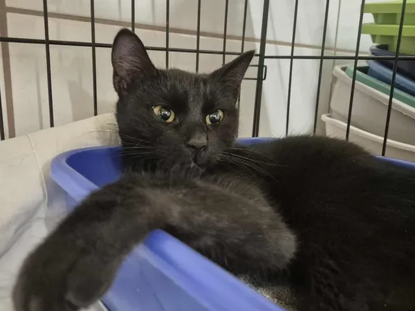 Znaleziono kota, Sosnowiec, 16 stycznia 2026