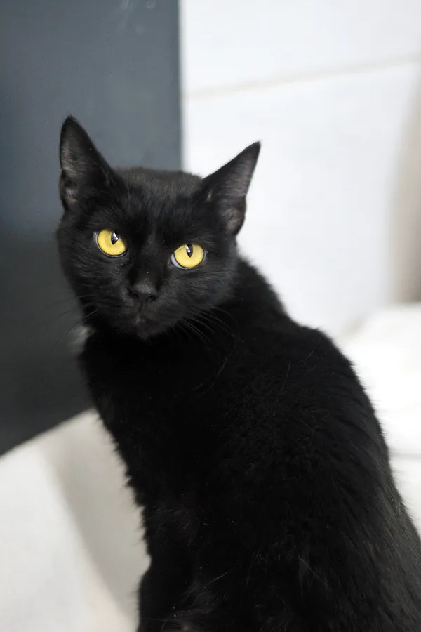 Znaleziono kota, Sosnowiec, 16 stycznia 2026 (2/4)